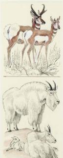 Paul Bransom - Mountain Goat and Antelope; and two companion drawings