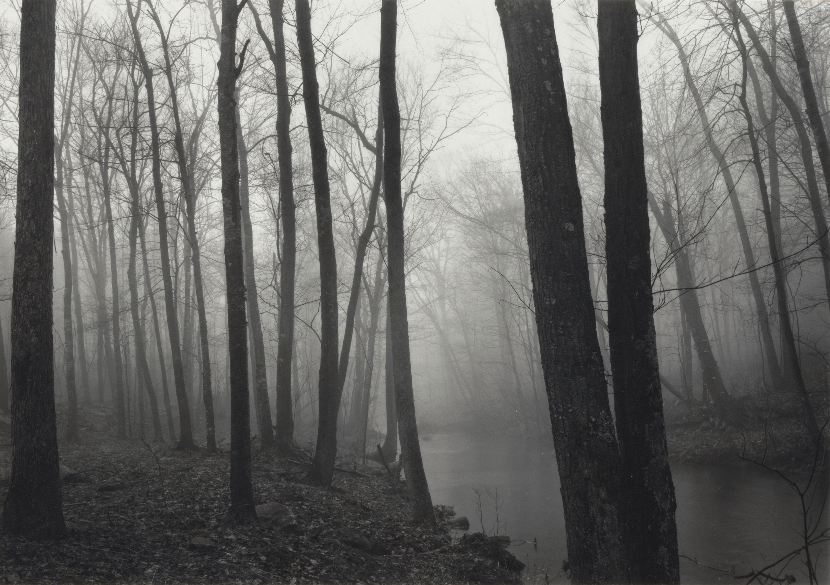 Paul Caponigro - \'Fog and Trees, Redding\'