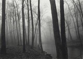 Paul Caponigro - \'Fog and Trees, Redding\'