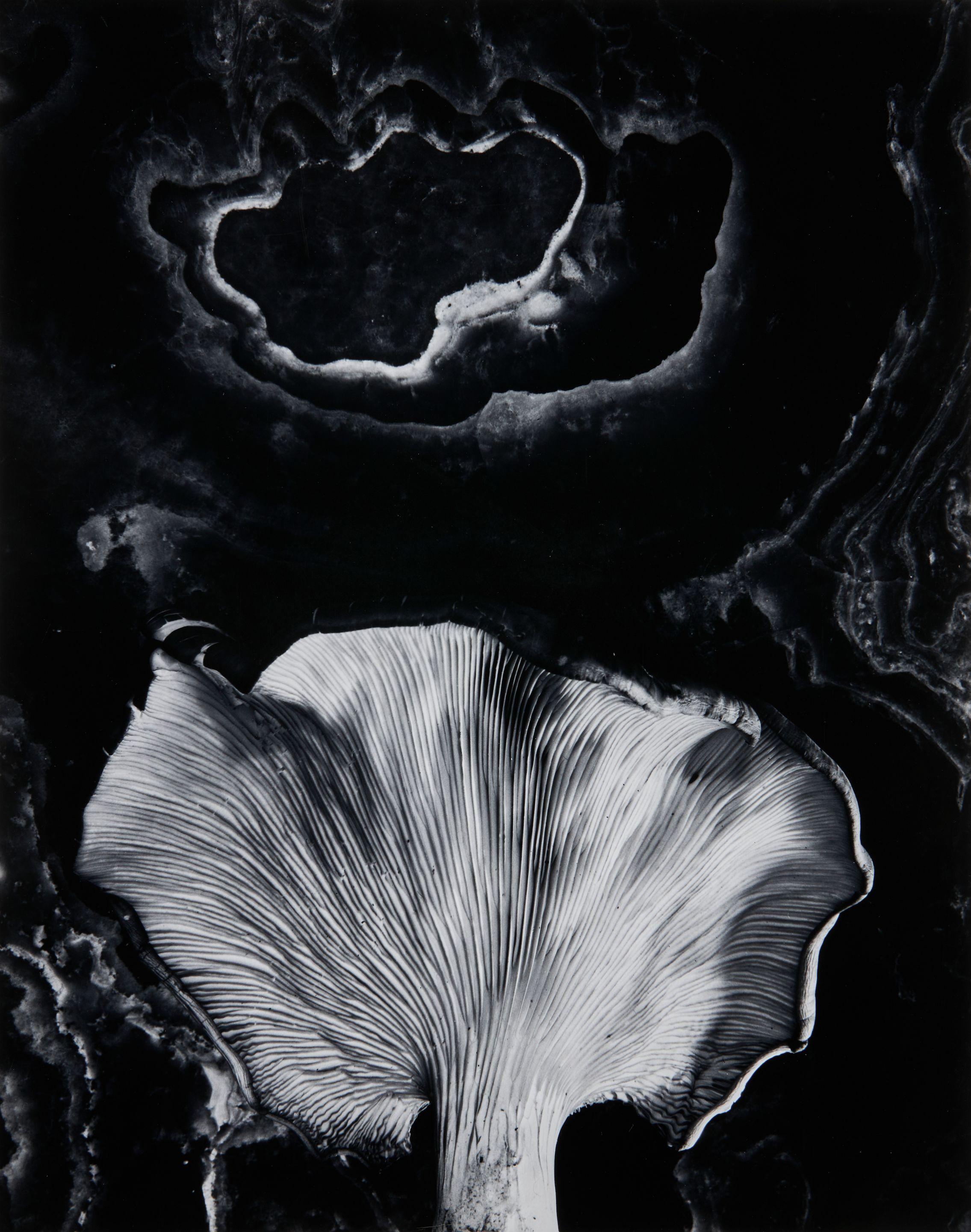 Paul Caponigro - Fungus, Ipswich, Massachusetts