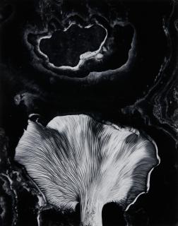 Paul Caponigro - Fungus, Ipswich, Massachusetts