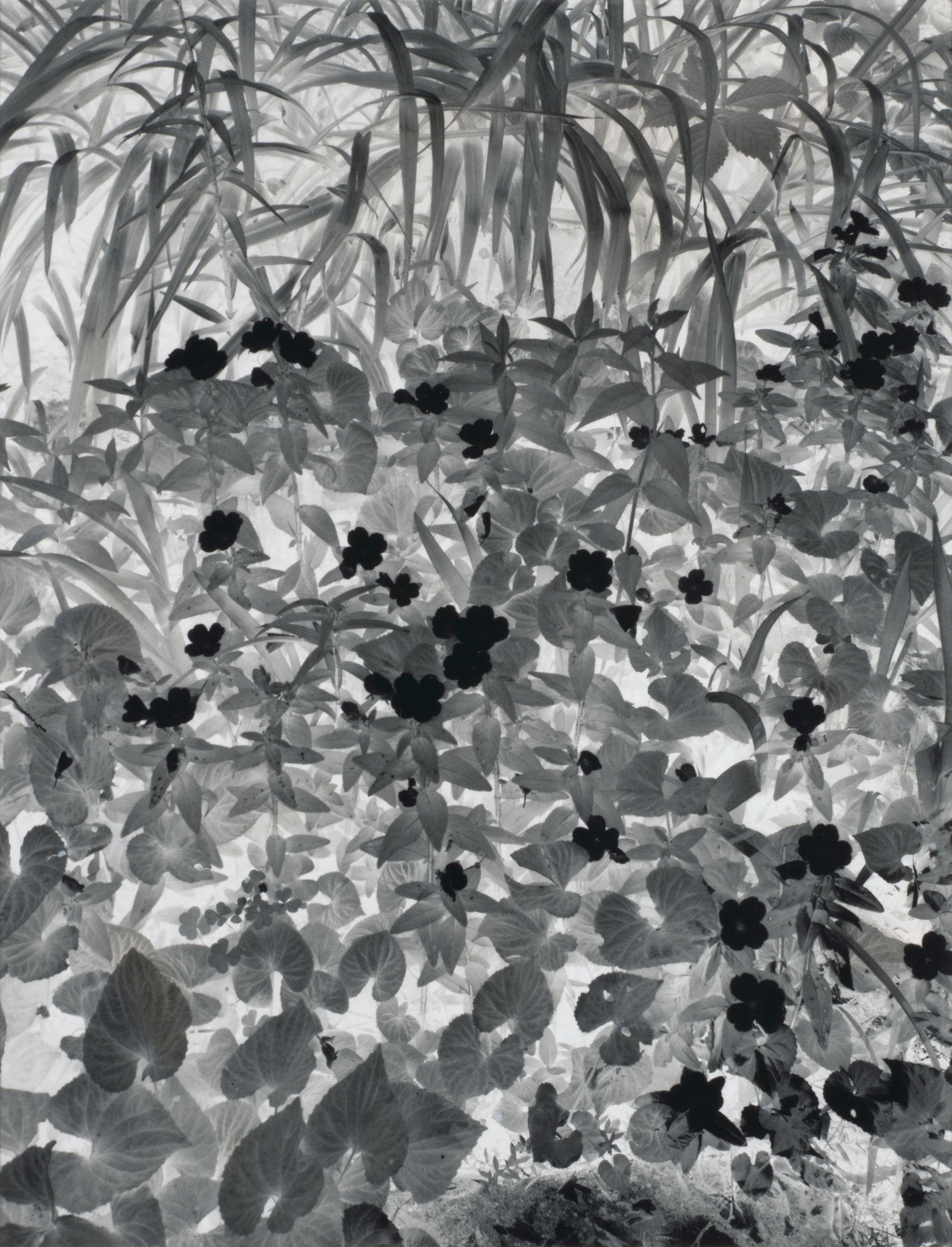 Paul Caponigro - Negative Print, Brewster, New York