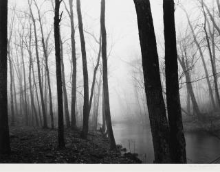 Paul Caponigro - Redding Fog and Trees, Redding, Connecticut