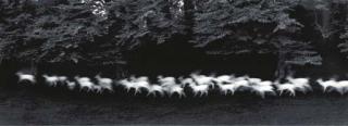 Paul Caponigro - Running Deer, Ireland, 1967