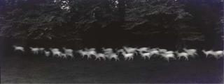 Paul Caponigro - Running White Deer, Co. Wicklow, Ireland, 1967