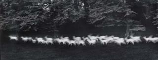 Paul Caponigro - Running White Deer, Co. Wicklow, Ireland, 1967