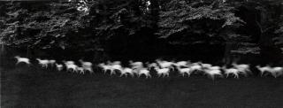 Paul Caponigro - Running White Deer, County Wicklow, Ireland, 1967