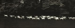 Paul Caponigro - Running White Deer, County Wicklow, Ireland