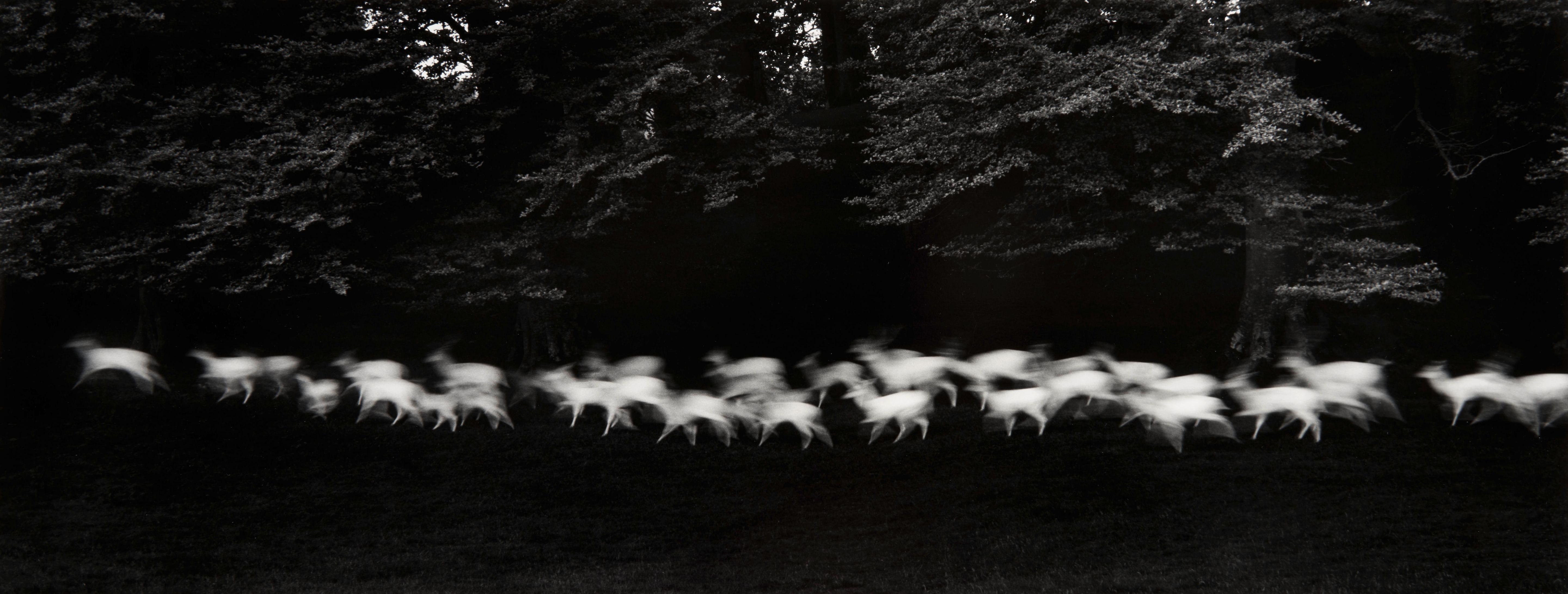Paul Caponigro - Running White Deer, County Wicklow, Ireland