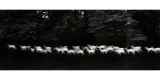 Paul Caponigro - Running White Deer, County Wicklow, Ireland