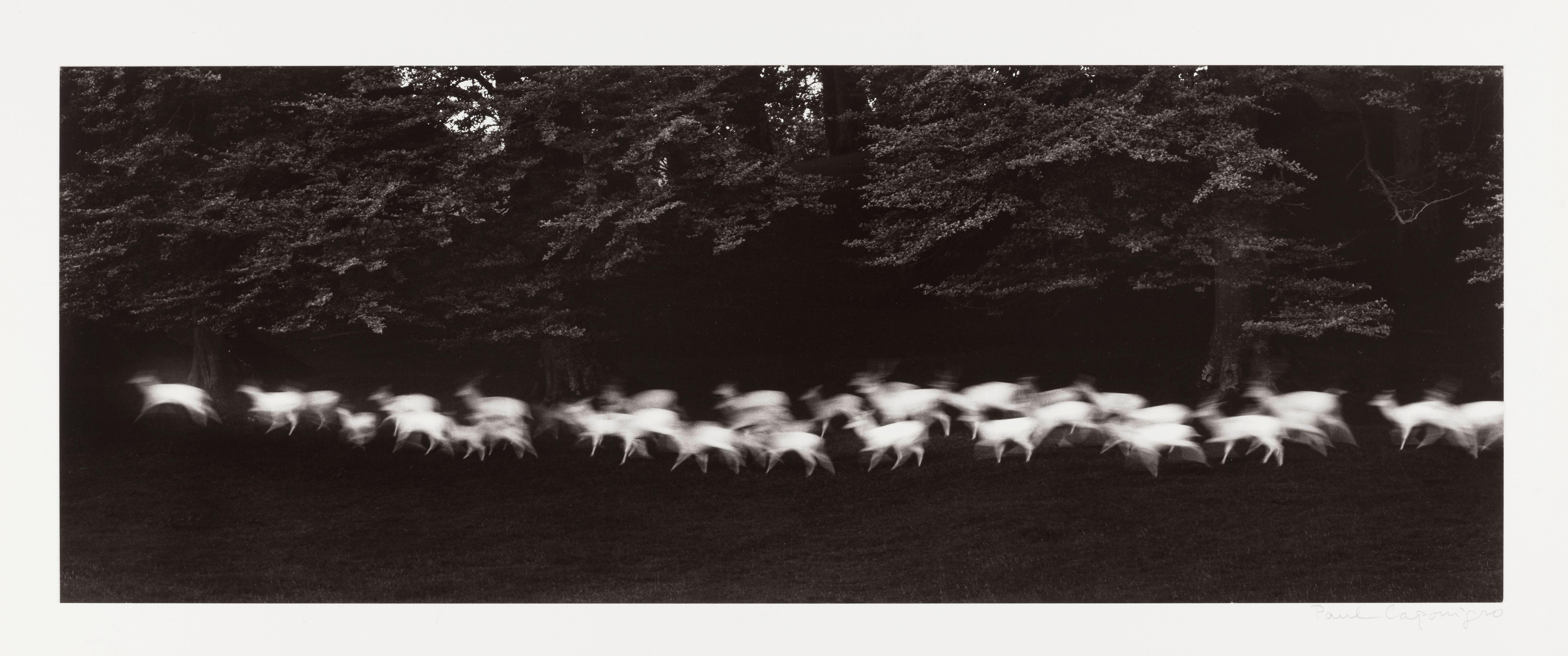 Paul Caponigro - Running White Deer, County Wicklow, Ireland
