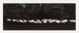 Paul Caponigro - Running White Deer, County Wicklow, Ireland