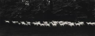 Paul Caponigro - Running White Deer, Wicklow, Ireland