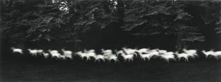 Paul Caponigro - \'Running White Deer\'