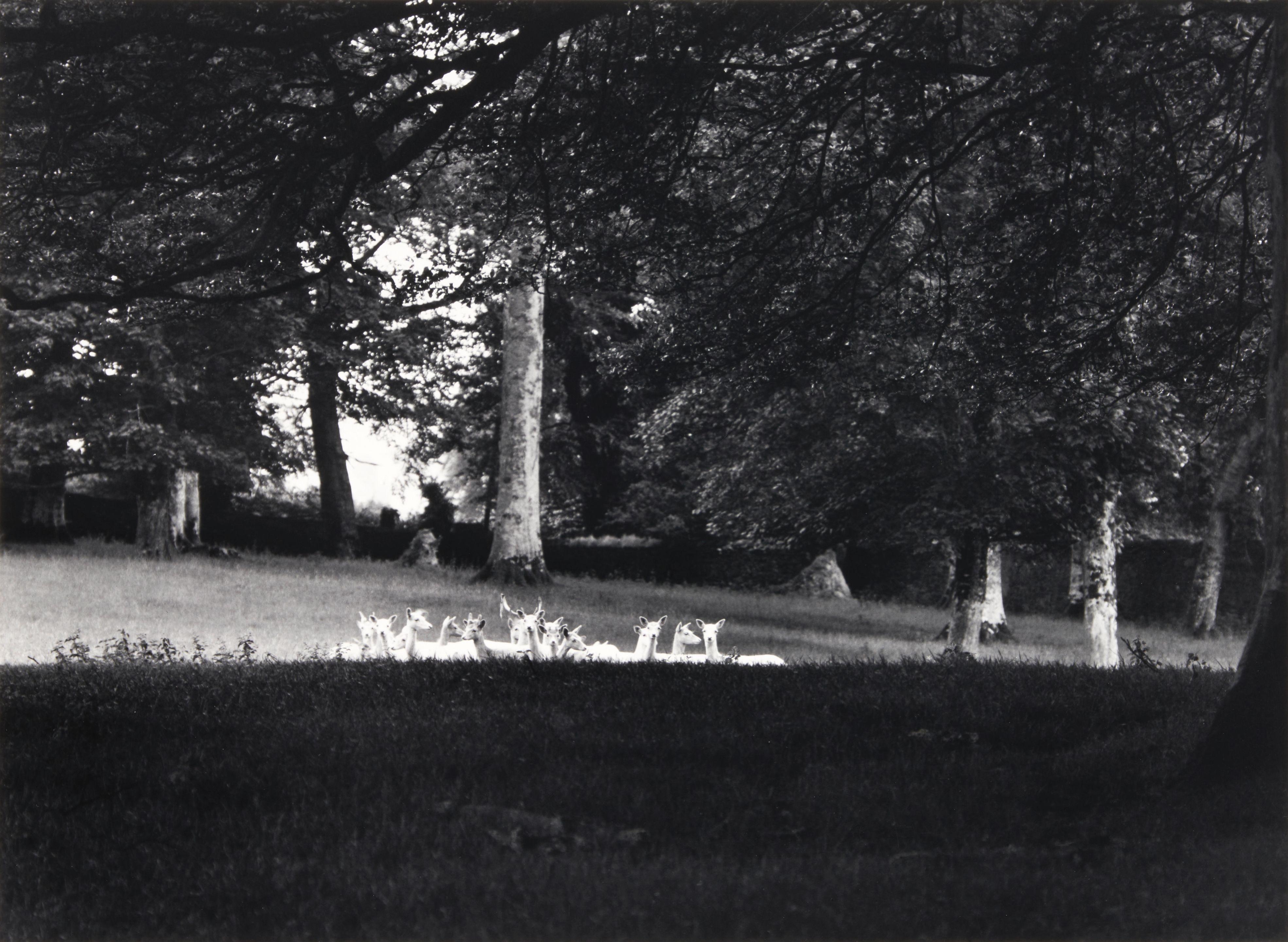 Paul Caponigro - Standing White Deer, Ireland