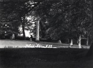 Paul Caponigro - Standing White Deer, Ireland