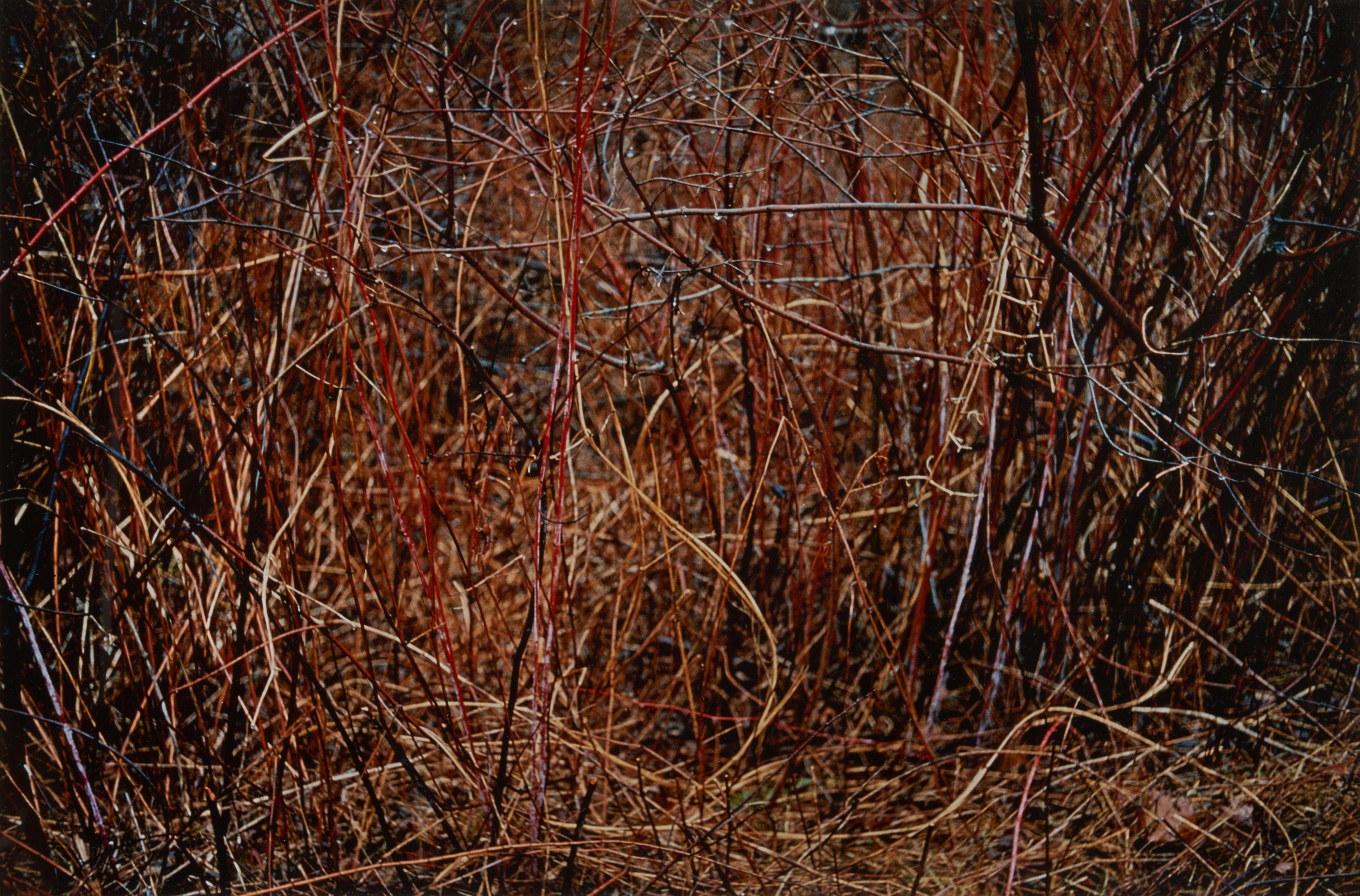 Paul Caponigro - Straw and Bramble, Redding, Connecticut