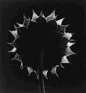 Paul Caponigro - Sunflower (1965)