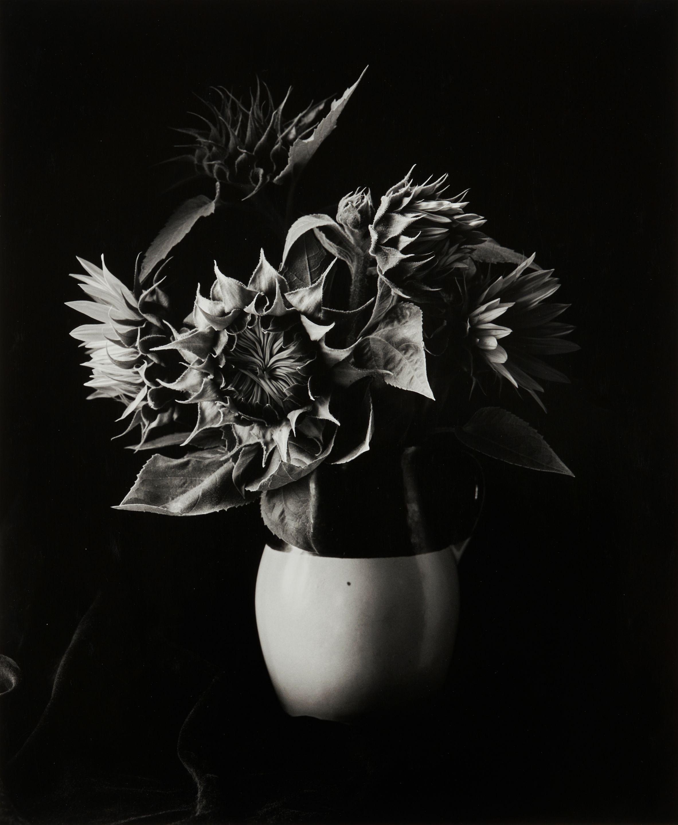 Paul Caponigro - Sunflower Vase