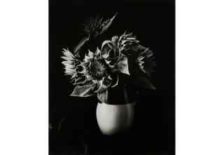 Paul Caponigro - Sunflower Vase