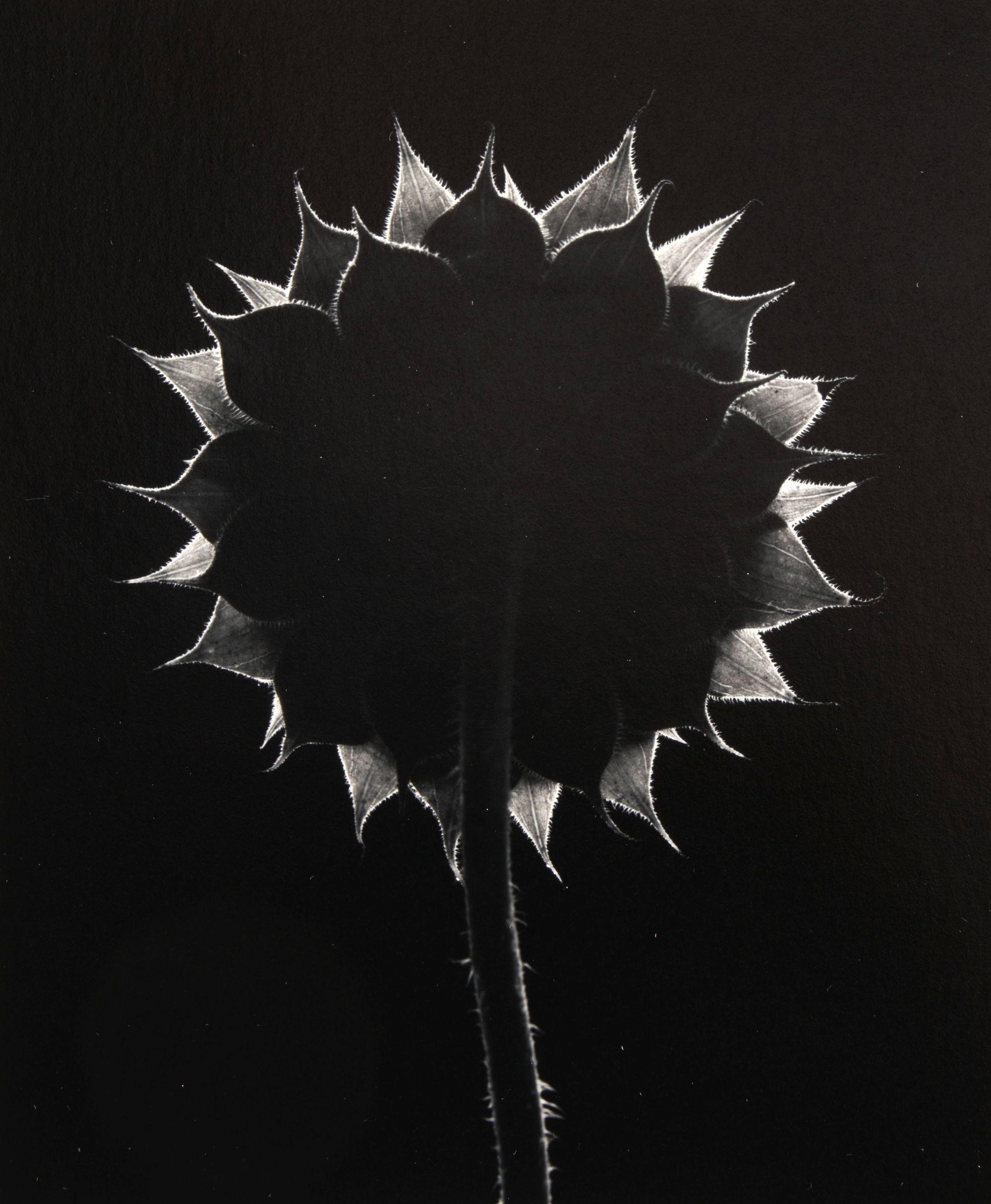 Paul Caponigro - Sunflower, Winthrop, Massachusetts