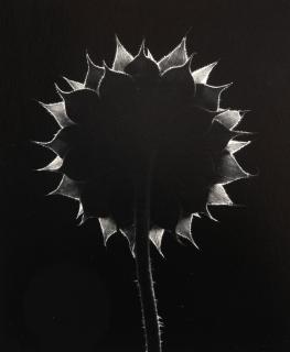 Paul Caponigro - Sunflower, Winthrop, Massachusetts