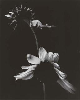 Paul Caponigro - Sunflower, Winthrop, Massachusetts