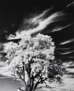 Paul Caponigro - Tree and Clouds, Rochester, NY