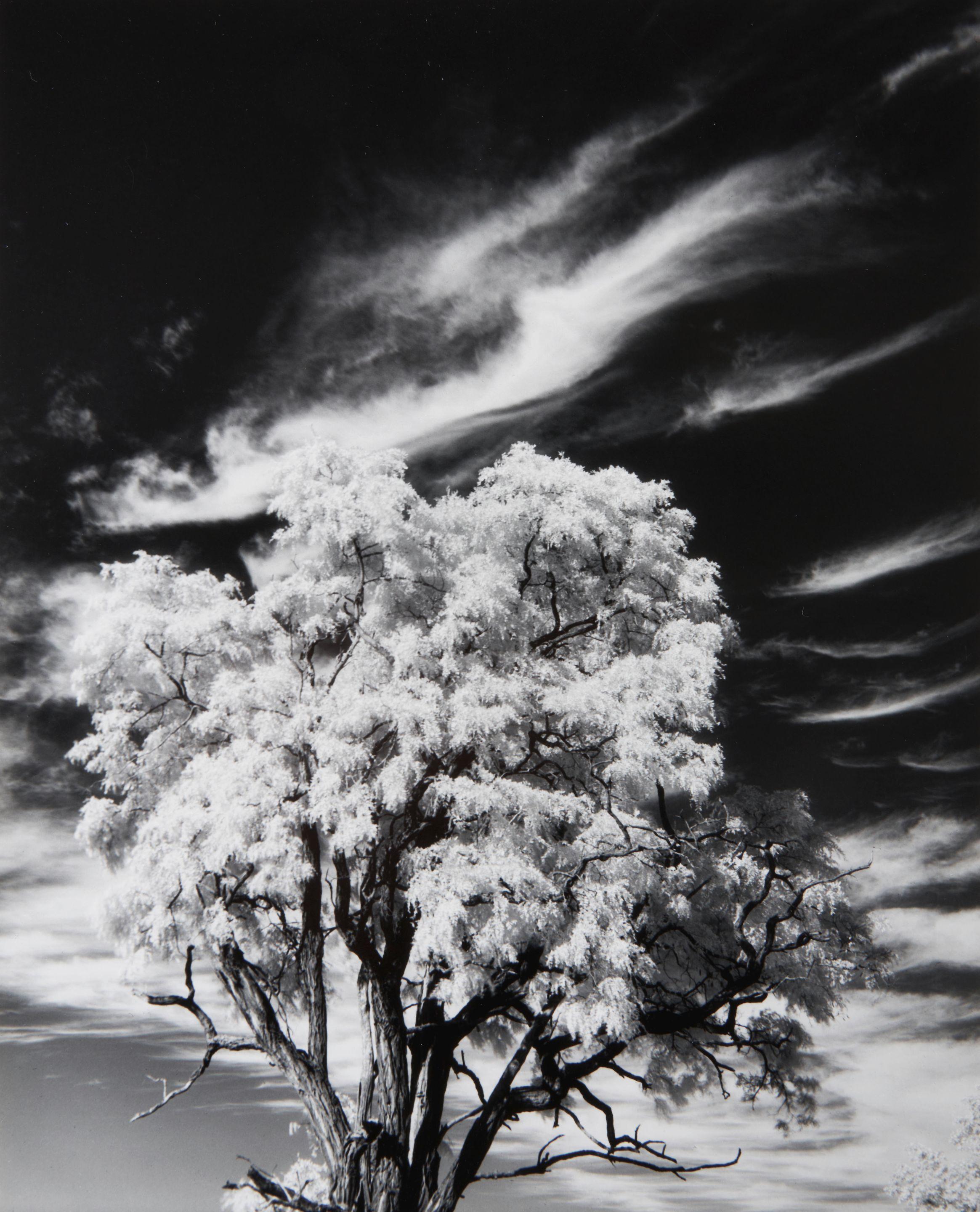 Paul Caponigro - Tree and Clouds, Rochester, NY