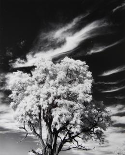 Paul Caponigro - Tree and Clouds, Rochester, NY