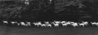 Paul Caponigro - White Deer, Ireland, 1967
