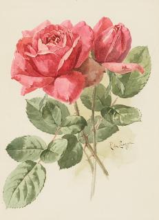 Paul de Longpre - Roses sight 11 x 8 in. framed 23 1/2 x 20 in.