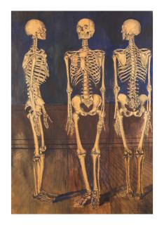 Paul Delvaux - D\'après nature au musée d\'Histoire naturelle