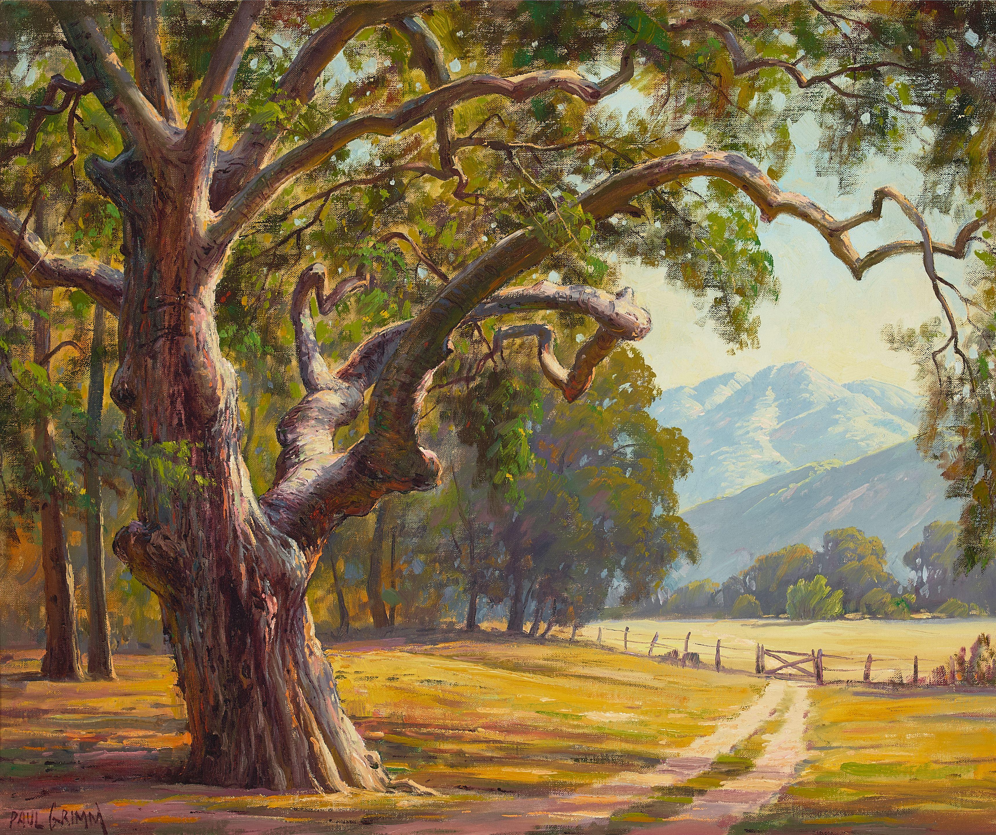 Paul Grimm - Gnarled Oak 20 x 24 in. framed 26 x 30 in.