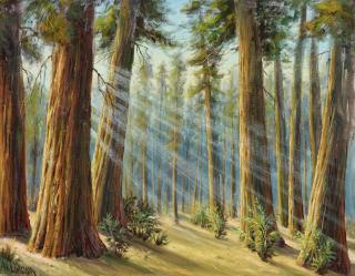 Paul Grimm - Redwoods