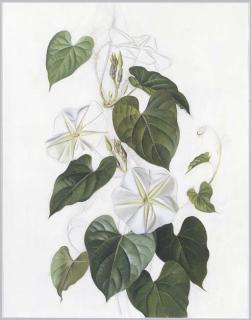Paul Jones - Ipomea Alba (Moonflower)