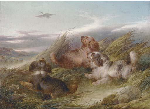 Paul Jones - Spaniels putting a mallard up