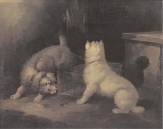 Paul Jones - Terriers by a rat trap