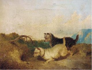 Paul Jones - Terriers rabbiting