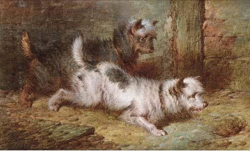 Paul Jones - Terriers ratting
