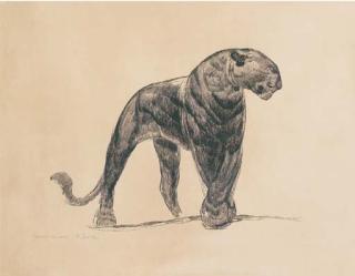 Paul Jouve - Panthère noire marchant