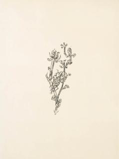 Paul Klee - Riesenblattlaus