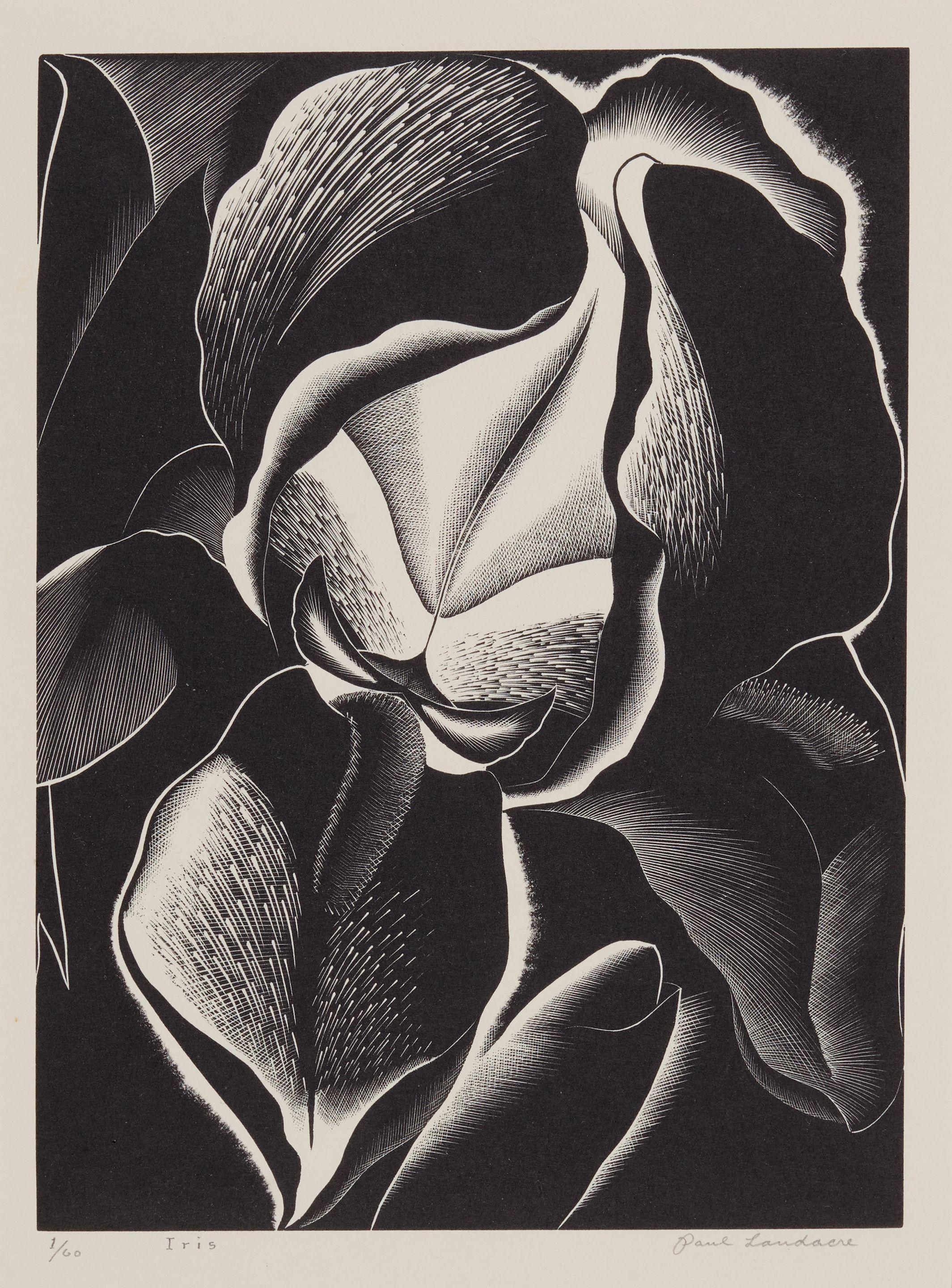 Paul Landacre - Iris