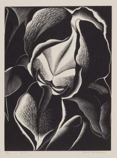 Paul Landacre - Iris