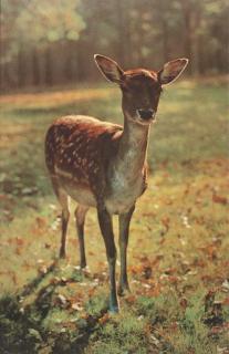 Paul Mccarthy - Bavarian Deer