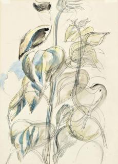 Paul Nash - Sunflower