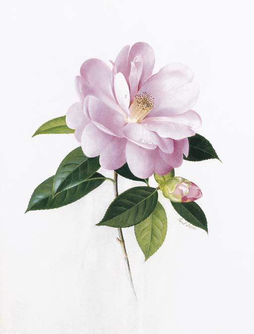 Paul Osborne Jones - Camellia \'Lady Gowrie\'