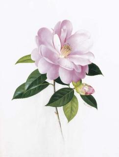 Paul Osborne Jones - Camellia \'Lady Gowrie\'