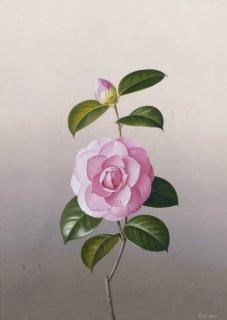 Paul Osborne Jones - Camellia \'Prince Frederick\'