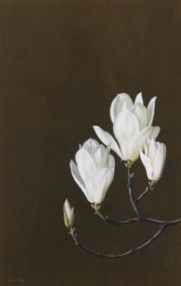 Paul Osborne Jones - Magnolia Denudata